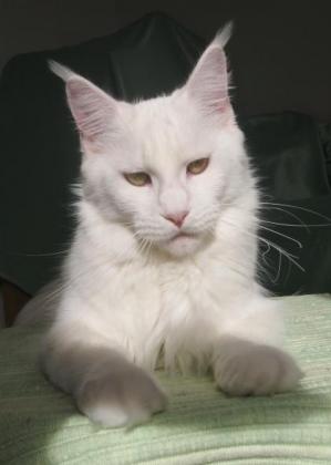 Lioncoon Himalaya - maine-coon