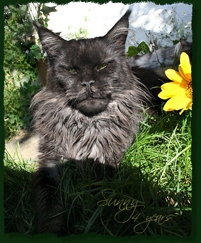 Island in the Sun the Purrfect Coon - Взрослый мейн-кун 4 года 3 месяца 1 неделя