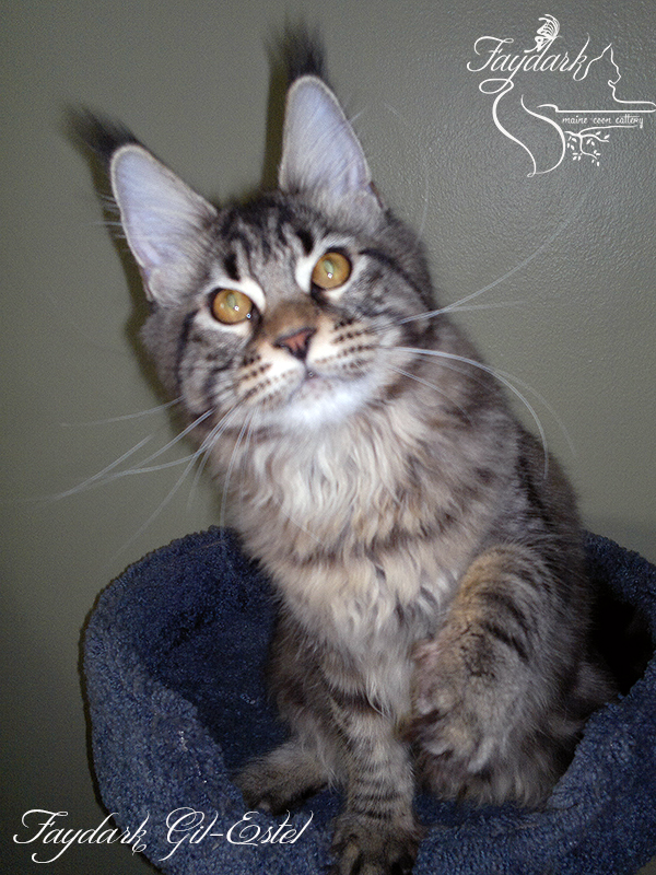 Faydark Gil-Estel - Kitten maine-coon 6 months