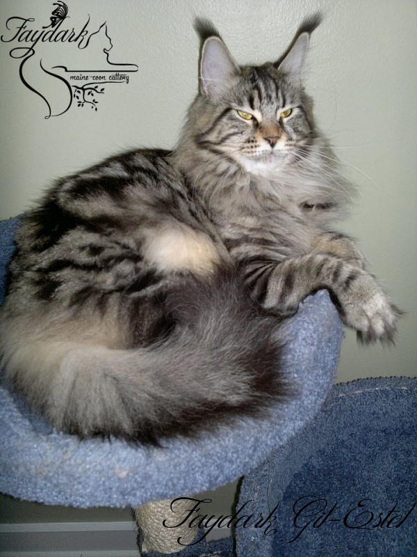 Faydark Gil-Estel - Adult maine-coon 1 year 4 months 1.5 week