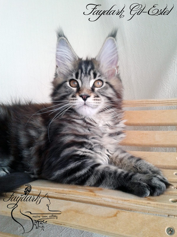 Faydark Gil-Estel - Kitten maine-coon 3 months