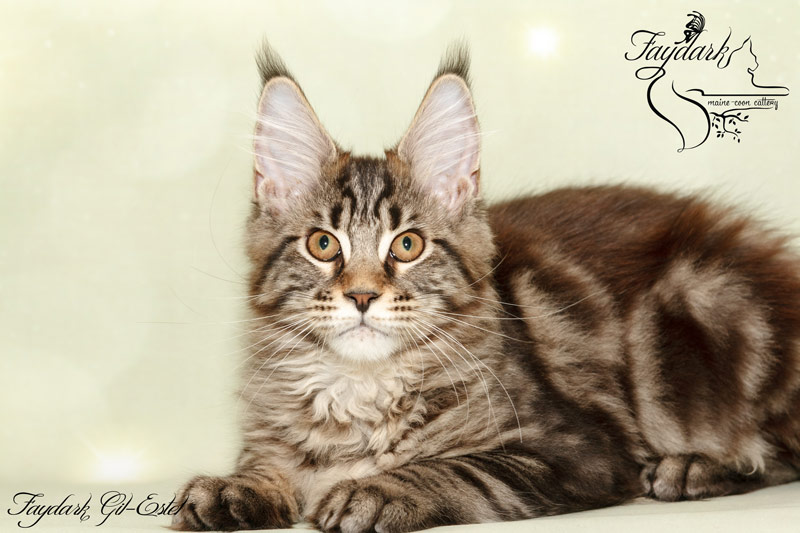 Faydark Gil-Estel - Kitten maine-coon 3 months 3 weeks
