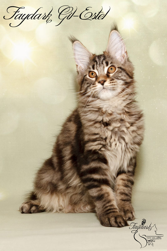 Faydark Gil-Estel - Kitten maine-coon 3 months 3 weeks