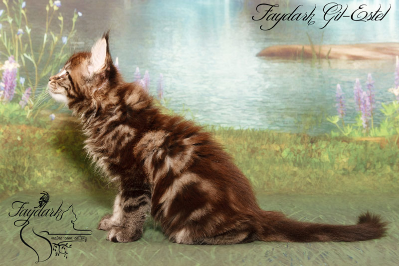 Faydark Gil-Estel - Kitten maine-coon 2 months