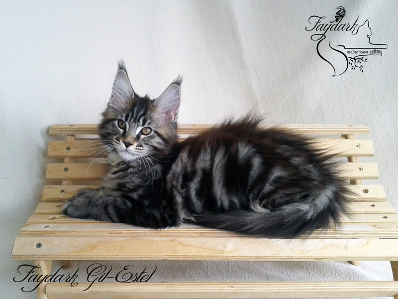 Faydark Gil-Estel - Kitten maine-coon 3 months
