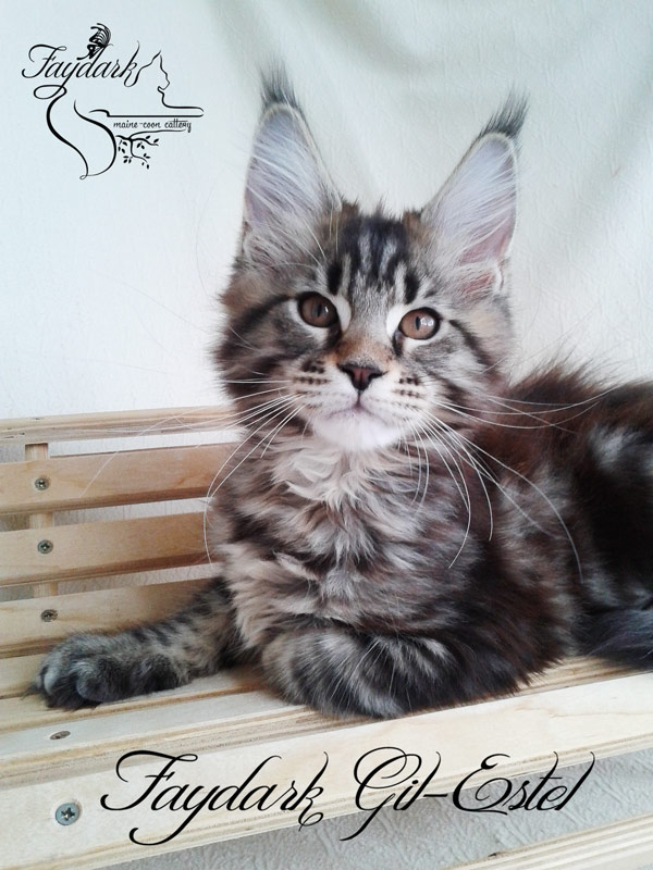 Faydark Gil-Estel - Kitten maine-coon 3 months