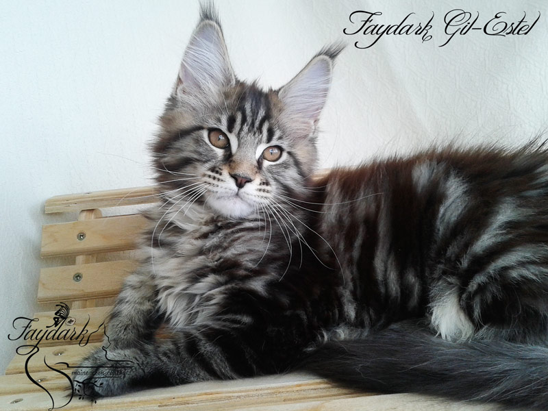 Faydark Gil-Estel - Kitten maine-coon 3 months