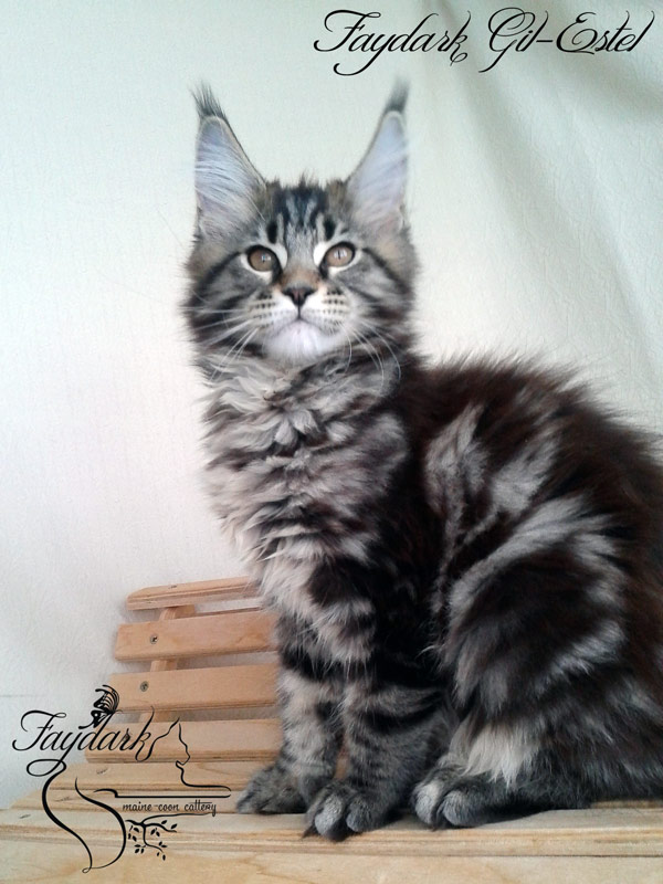 Faydark Gil-Estel - Kitten maine-coon 3 months