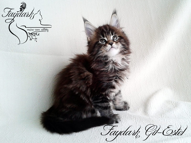 Faydark Gil-Estel - Kitten maine-coon 1 month 2 weeks