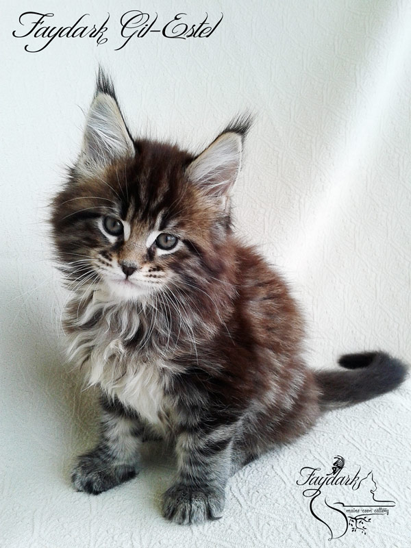Faydark Gil-Estel - Kitten maine-coon 1 month 2 weeks