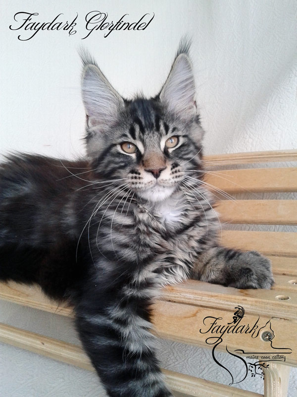 Faydark Glorfindel - Kitten maine-coon 3 months