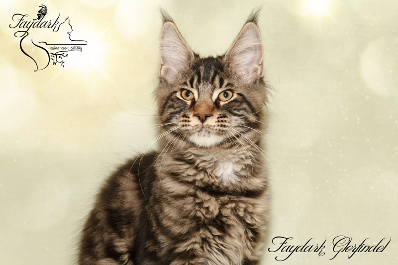 Faydark Glorfindel - Kitten maine-coon 3 months 3 weeks