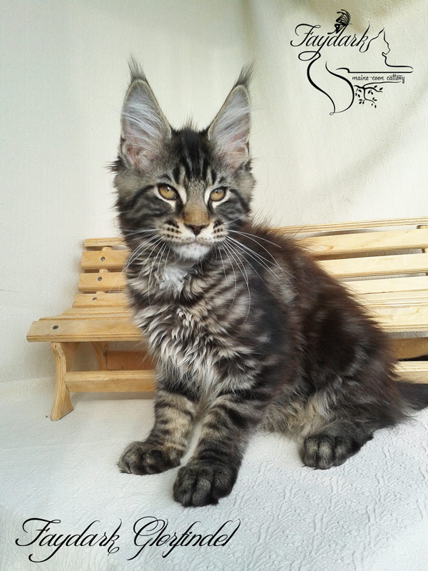 Faydark Glorfindel - Kitten maine-coon 3 months