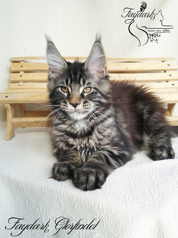 Faydark Glorfindel - Kitten maine-coon 3 months