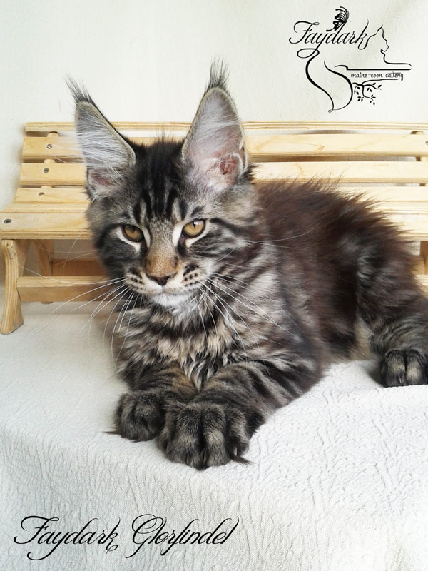 Faydark Glorfindel - Kitten maine-coon 3 months
