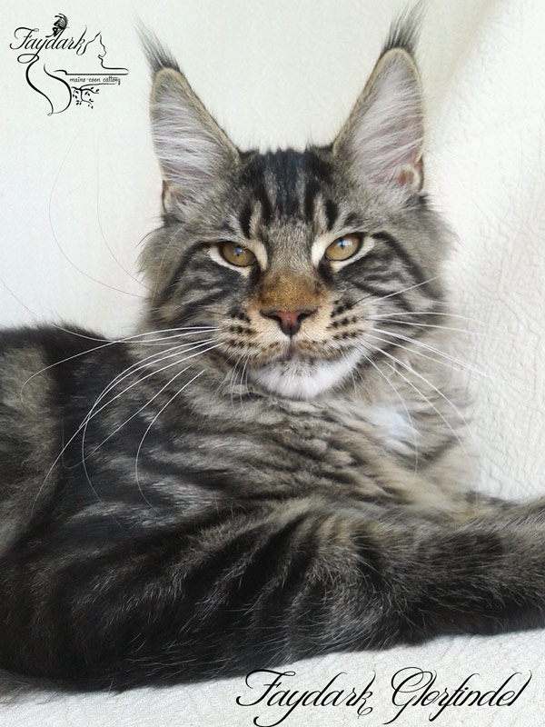 Faydark Glorfindel - Kitten maine-coon 4 months 1 week