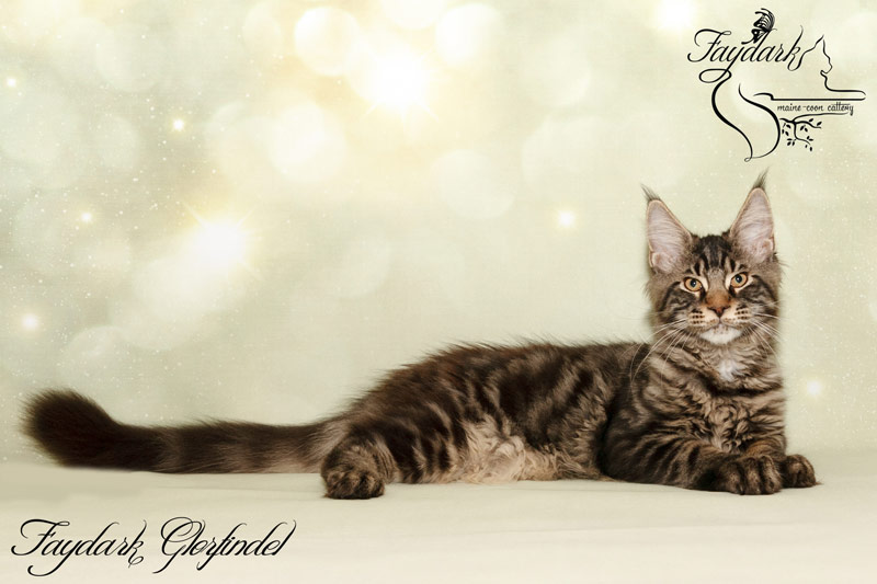 Faydark Glorfindel - Kitten maine-coon 3 months 3 weeks