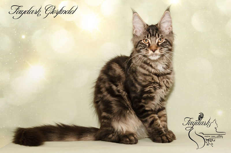 Faydark Glorfindel - Kitten maine-coon 3 months 3 weeks