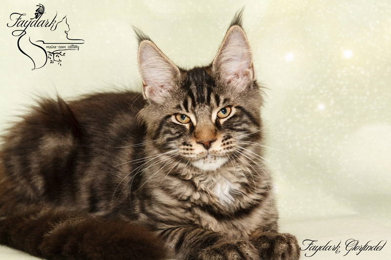 Faydark Glorfindel - Kitten maine-coon 3 months 3 weeks