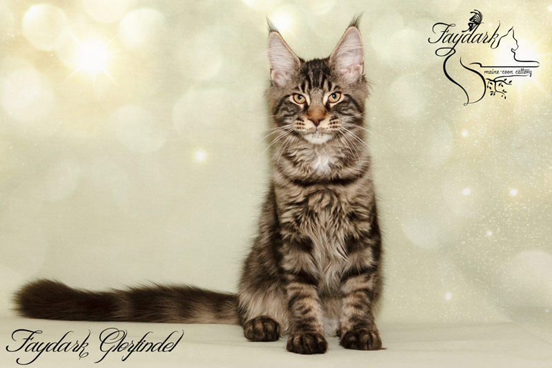 Faydark Glorfindel - Kitten maine-coon 3 months 3 weeks