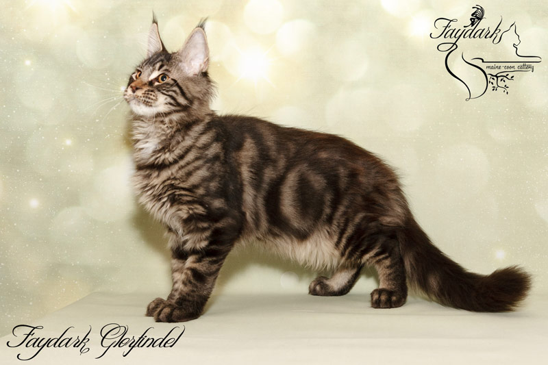 Faydark Glorfindel - Kitten maine-coon 3 months 3 weeks
