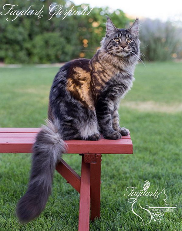 Faydark Glorfindel - Kitten maine-coon 6 months