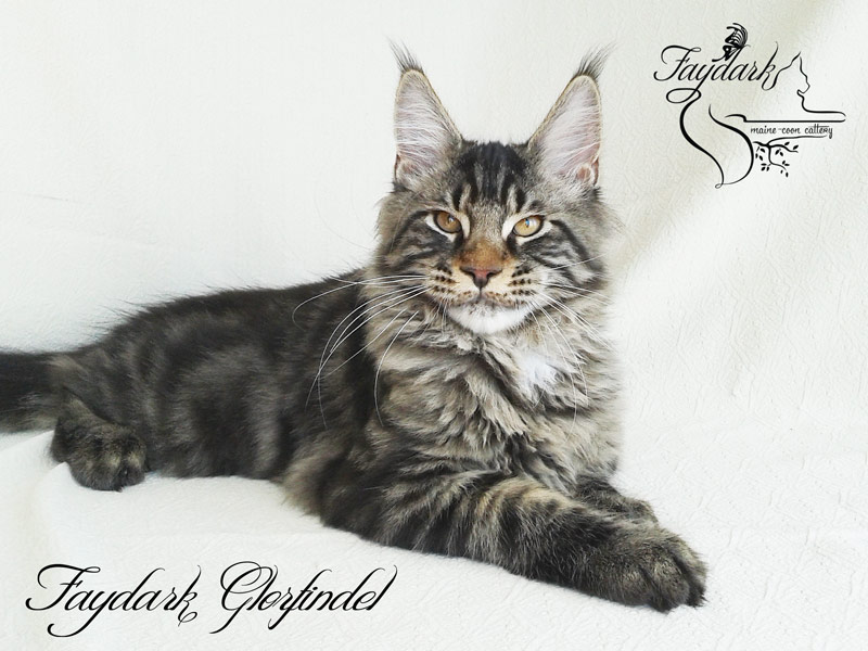 Faydark Glorfindel - Kitten maine-coon 4 months 1 week