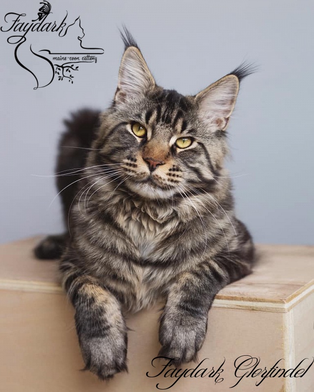 Faydark Glorfindel - Junior maine-coon 9 months