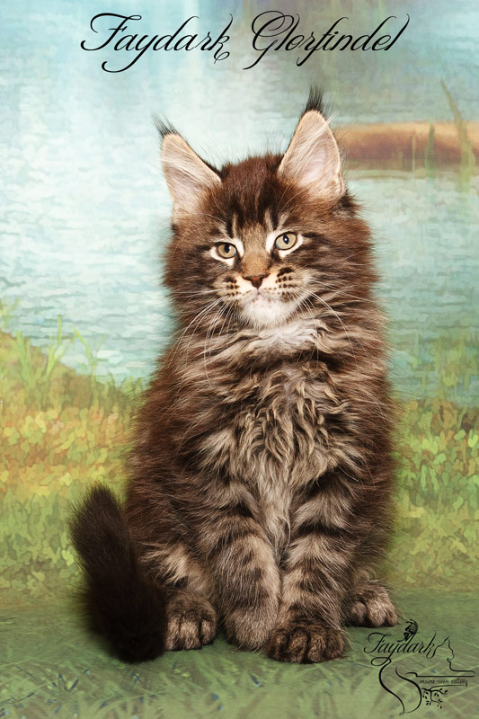 Faydark Glorfindel - Kitten maine-coon 2 months