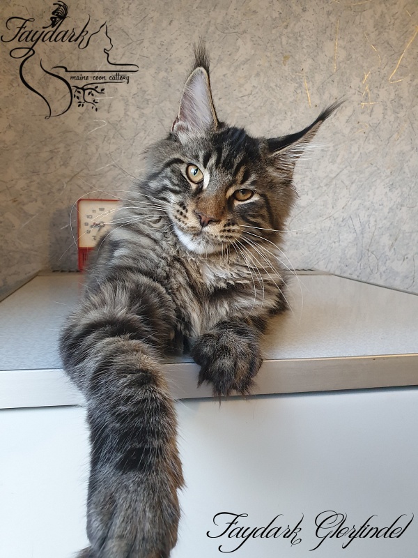 Faydark Glorfindel - Kitten maine-coon 4 months 3 weeks
