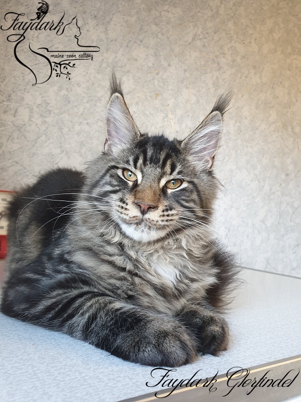 Faydark Glorfindel - Kitten maine-coon 4 months 3 weeks