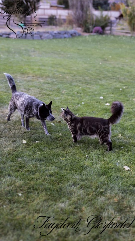 Faydark Glorfindel - Junior maine-coon 9 months