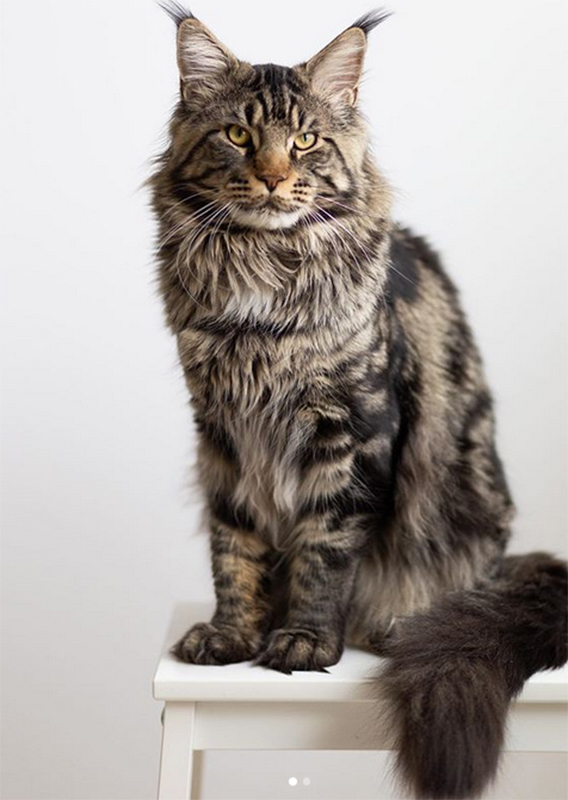 Faydark Glorfindel - Adult maine-coon 1 year