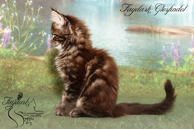 Faydark Glorfindel - Kitten maine-coon 2 months