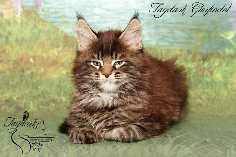 Faydark Glorfindel - Kitten maine-coon 2 months