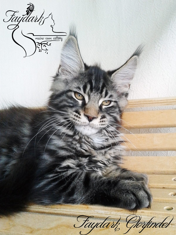 Faydark Glorfindel - Kitten maine-coon 3 months