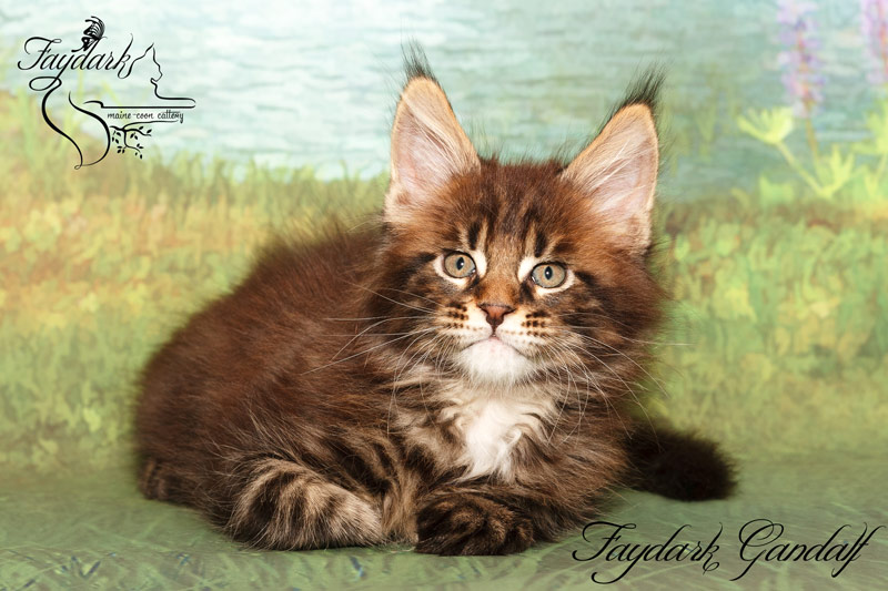 Faydark Gandalf - Kitten maine-coon 2 months