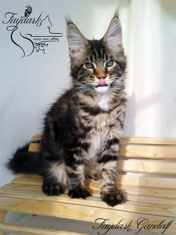 Faydark Gandalf - Kitten maine-coon 3 months