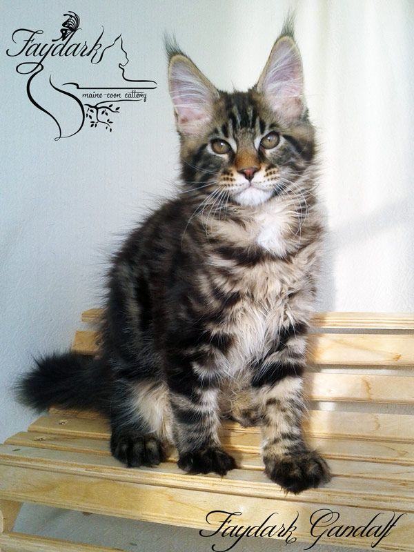 Faydark Gandalf - Kitten maine-coon 3 months