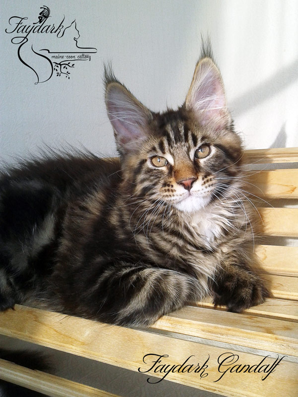 Faydark Gandalf - Kitten maine-coon 3 months