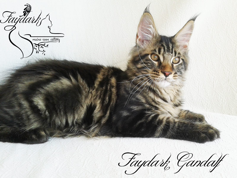 Faydark Gandalf - Kitten maine-coon 4 months 1 week