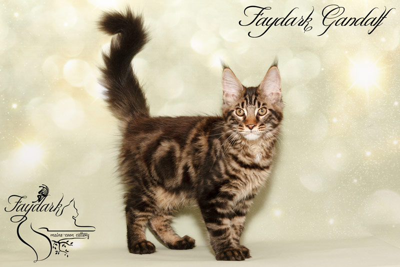Faydark Gandalf - Kitten maine-coon 3 months 3 weeks