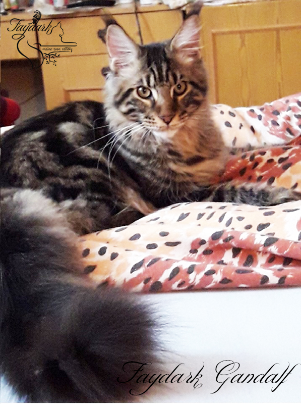 Faydark Gandalf - Kitten maine-coon 6 months