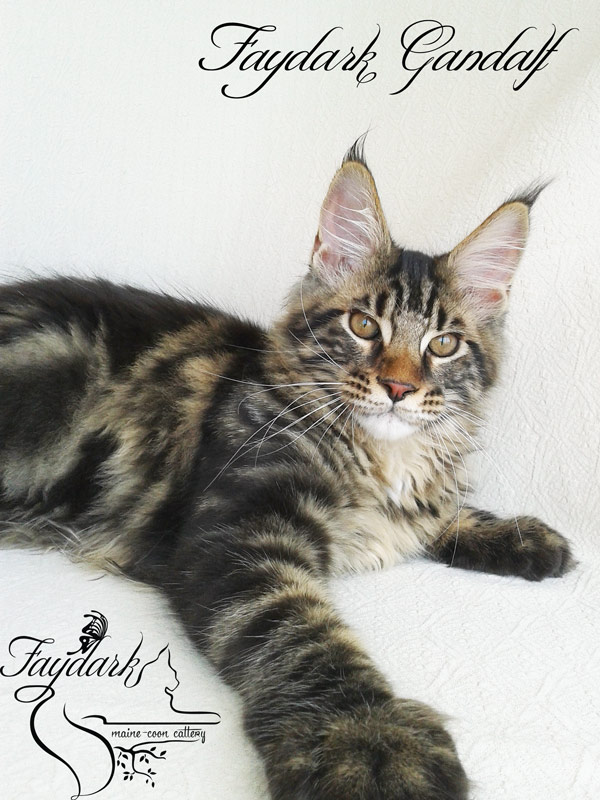 Faydark Gandalf - Kitten maine-coon 4 months 1 week