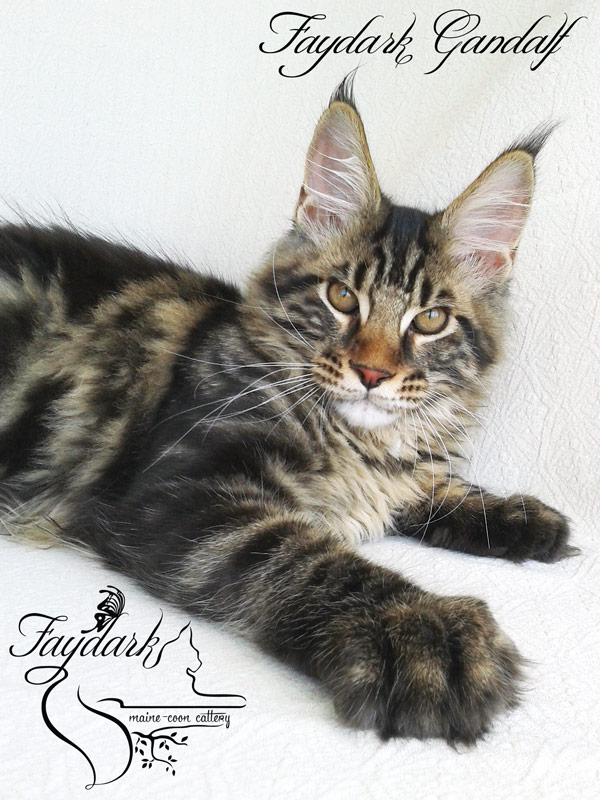 Faydark Gandalf - Kitten maine-coon 4 months 1 week