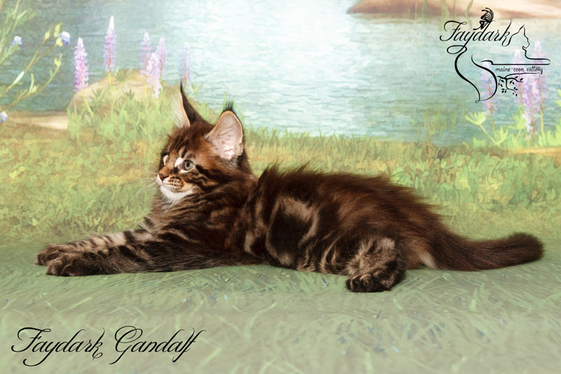 Faydark Gandalf - Kitten maine-coon 2 months