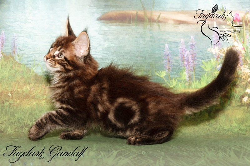 Faydark Gandalf - Kitten maine-coon 2 months