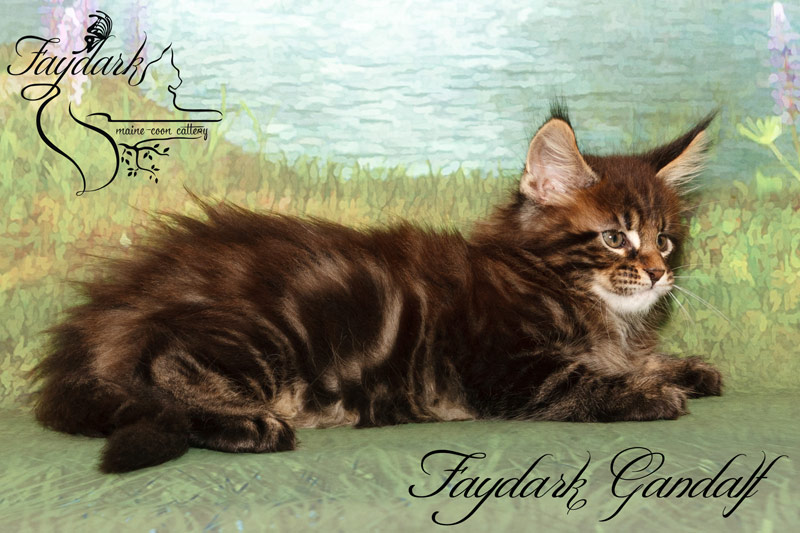 Faydark Gandalf - Kitten maine-coon 2 months