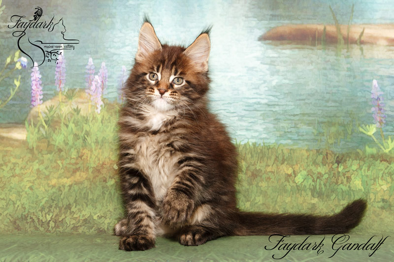 Faydark Gandalf - Kitten maine-coon 2 months