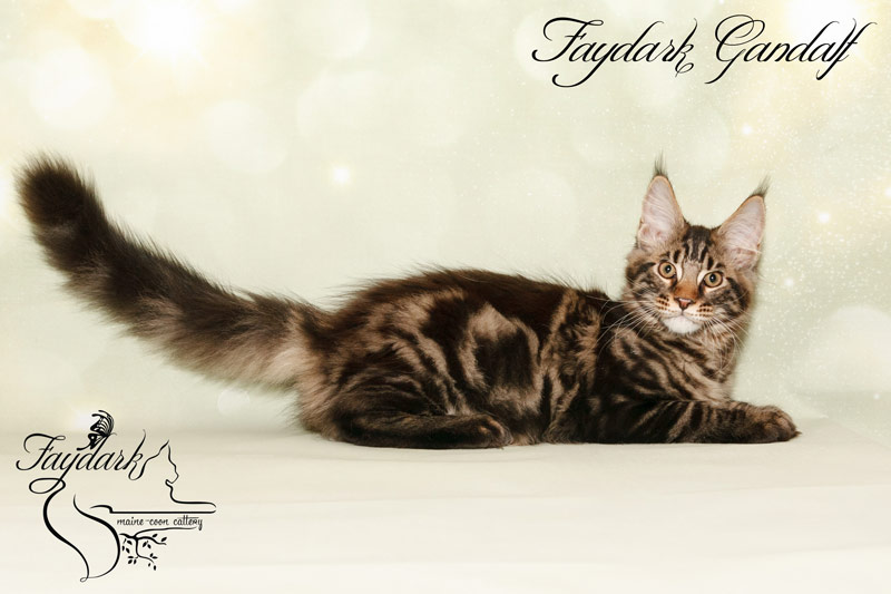 Faydark Gandalf - Kitten maine-coon 3 months 3 weeks